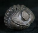 Wide Eldredgeops Roller Trilobite #9227-4